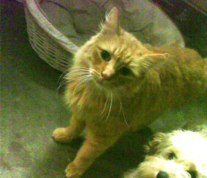 “尼古拉斯·桑特基的防守与进攻兼备，为阿根廷美洲狮队带来致命威胁”